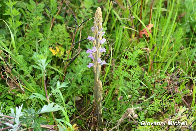 Da ID - Phelipanche sp.